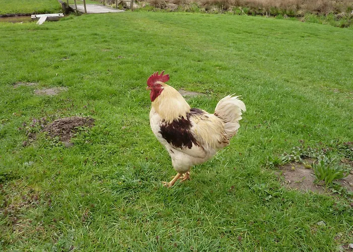 게스트하우스 Landgasthaus Am Frauenstein 3*